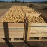 La renaissance de la patate de l’Aubrac