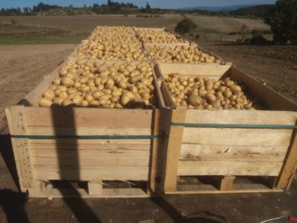 La patate du plateau de l'Aubrac renaît sur le plateau pour entrer de nouveau dans la composition de l'aligot