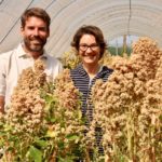 Le succès fou du Quinoa d'Anjou