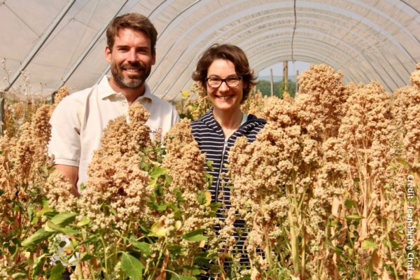 Maud et Jason Abbott se sont lancés en 2009 dans la culture du quinoa en Anjou.