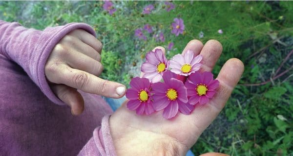 Sandra Burger cultive des fleurs bio
