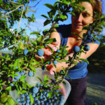 La prunelle, une baie qui se fait attendre