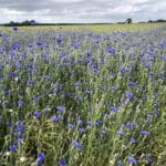 L’agriculture bio est rentable