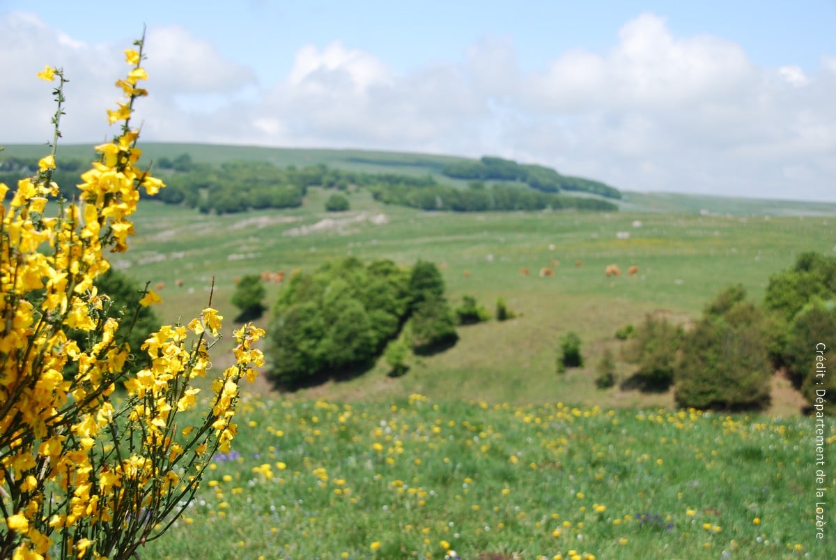 Vous avez un projet d’installation en Lozère ? Le réseau Lozère Nouvelle Vie et ses partenaires vous proposent deux événements numériques au mois d'avril.