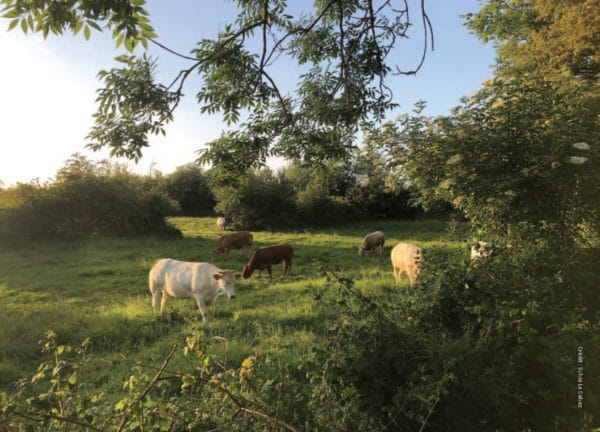 Grâce à la campagne de financement « AF.TER », lancée en début d’année par l’Association française d’agroforesterie (Afa), les entreprises peuvent soutenir des exploitations agricoles désireuses d’introduire ou de réintégrer les arbres dans leurs systèmes de production.