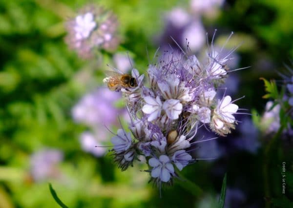 20 mai Journée mondiale des abeilles.