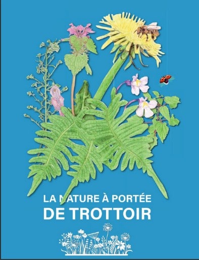 Cinq étudiants ont conçu un guide recensant les herbes des trottoirs de la ville d'Orsay dans l'Essonne pour sensibiliser le plus grand nombre à leur existence et à leurs bienfaits.