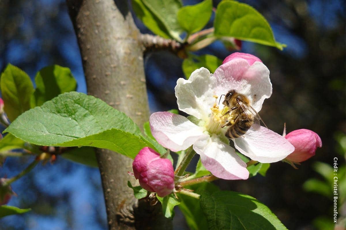 les 17, 18 et 19 Juin 2021, se tiennent les APIdays® : une fête nationale en faveur des abeilles et des pollinisateurs