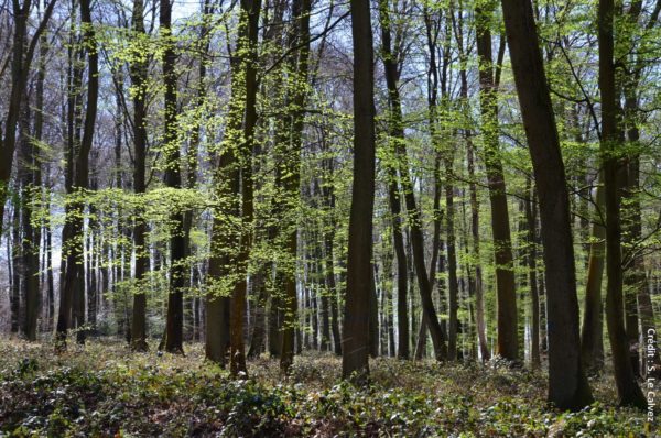 Les 2, 3 et 4 juillet, des journées et des nuits partagées en forêt partout en France