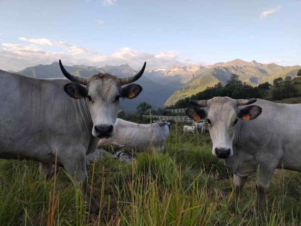 Deux vaches devant de belles montagnes