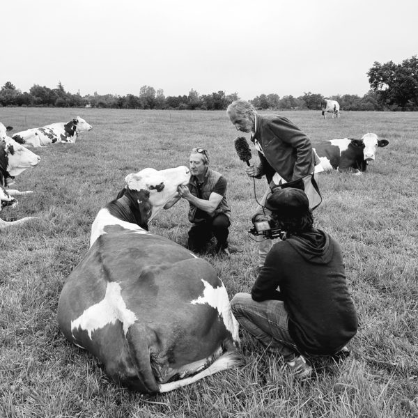 Trois hommes entourés de vaches dans un champ