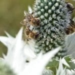 Semaine des fleurs pour les abeilles, 10 au 19 juin
