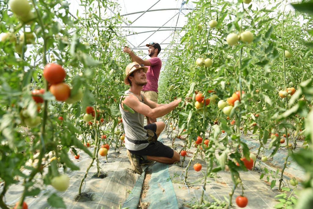 Deux jeunes récoltent des tomates sous une serre.