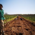 Emmanuel Rybinski et son équipe ont planté près de 3000 arbres dans le domaine viticole du Clos Troteligotte, à Villesèque (Lot).