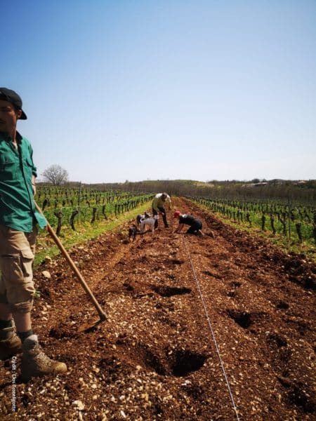 Emmanuel Rybinski et son équipe ont planté près de 3000 arbres dans le domaine viticole du Clos Troteligotte, à Villesèque (Lot).