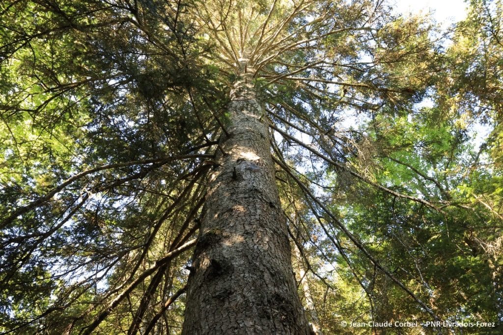 Arbre vue en contre plongé 