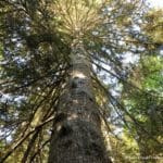 Arbre vue en contre plongé
