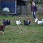 Femme avec des poules