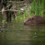 Le grand retour du castor en France