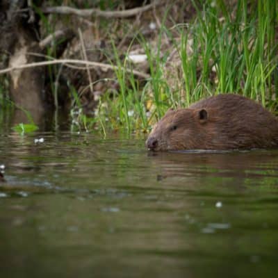 Le grand retour du castor en France