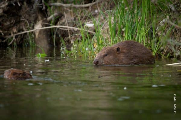 Le grand retour du castor en France