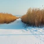 Originaire d’Asie, le miscanthus est une graminée qui peut grimper jusqu’à quatre mètres de haut. À Bernwiller, commune pionnière, on l’utilise depuis des années pour chauffer les bâtiments communaux.