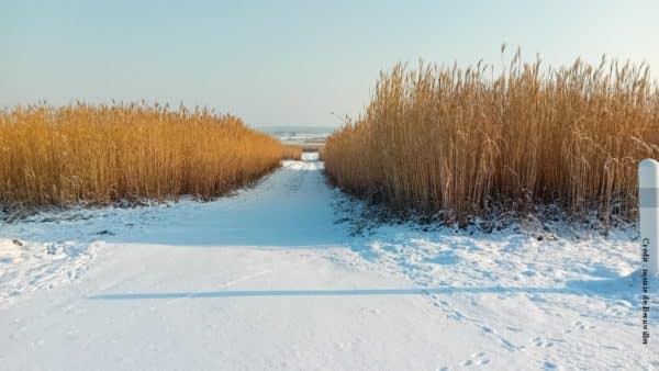 Originaire d’Asie, le miscanthus est une graminée qui peut grimper jusqu’à quatre mètres de haut. À Bernwiller, commune pionnière, on l’utilise depuis des années pour chauffer les bâtiments communaux.