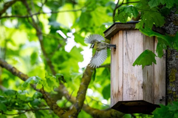 Une mésange bleue s'envolant d'un nichoir.