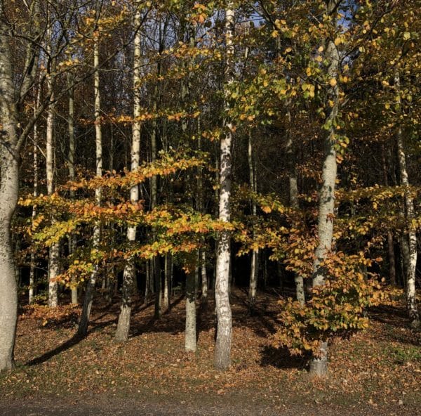 Forêt française