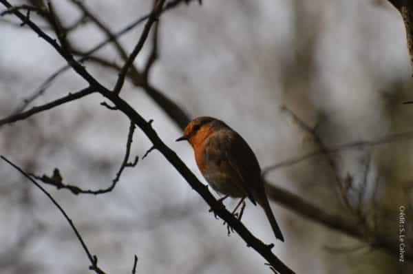 Comptage national des oiseaux