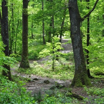 Foret