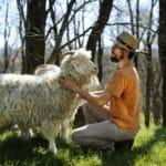 V164angora1