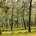 arbres
