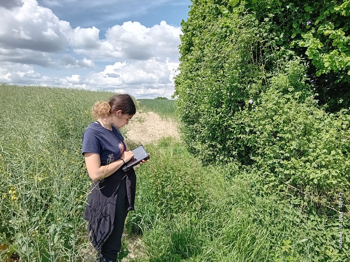 un inventaire participatif des haies bocagère est animé par Parc naturel régional du Perche.