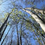 8e conférence européenne d’agroforesterie Forêt