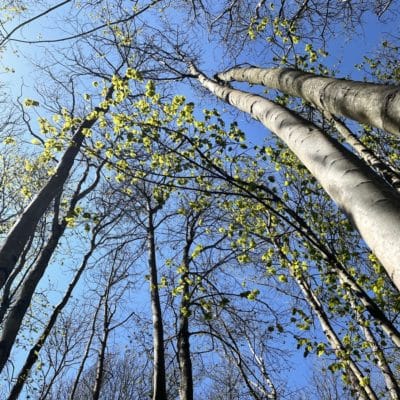 Forêt
