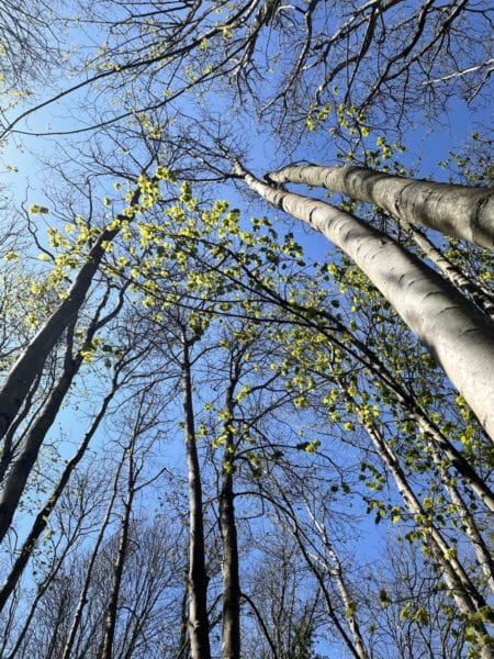 Forêt