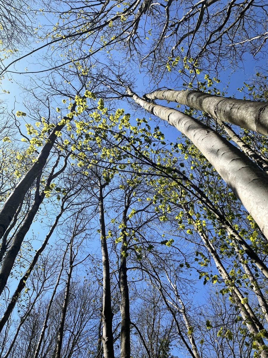 Forêt
