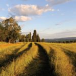 110 000 hectares de terres bio en moins