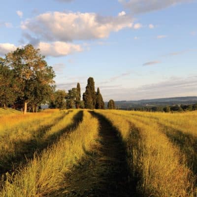 110 000 hectares de terres bio en moins