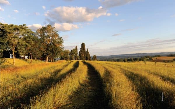 110 000 hectares de terres bio en moins
