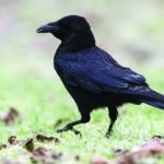 Les corvidés noirs, ces mal aimés Corneille noire, Corvus corone,
