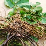 La Benoîte, petite épice hivernale V166Benoite1© Simone Detto