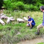 Copains comme cochons ! V166cohon1