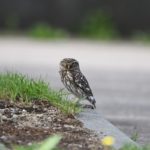 Signaler les animaux victimes de la route en Normandie