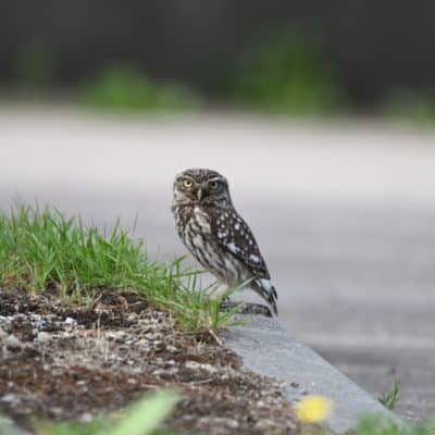Signaler les animaux victimes de la route en Normandie
