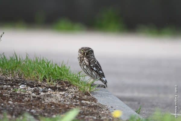 Signaler les animaux victimes de la route en Normandie