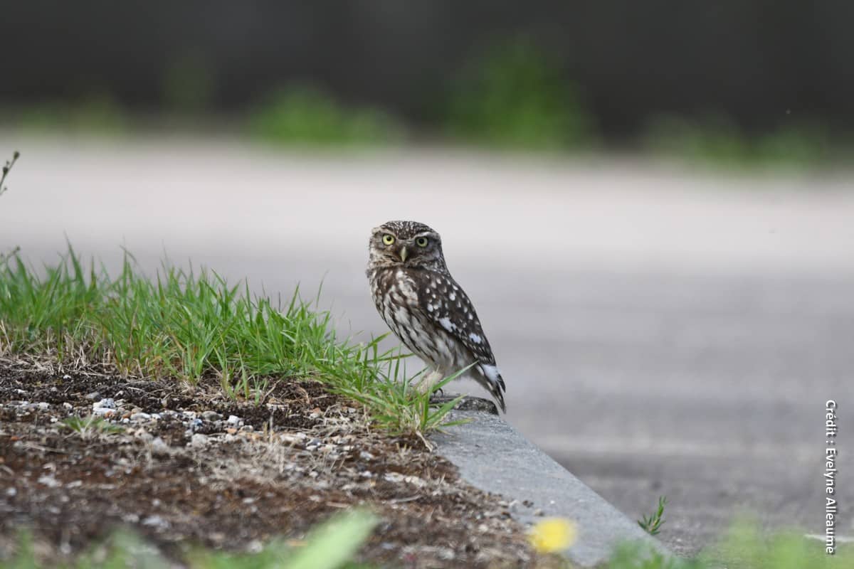 Signaler les animaux victimes de la route en Normandie