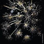 Mes nuits dans le jardin de Gilles Clément, un article du magazine Village