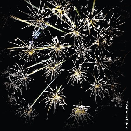 Mes nuits dans le jardin de Gilles Clément, un article du magazine Village